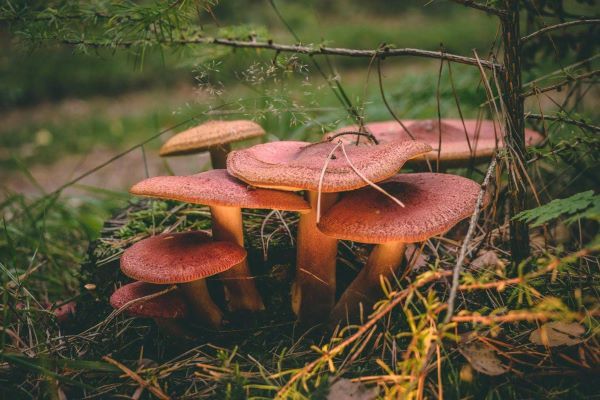 Autonomie en afhankelijkheid Sabine Obermayr-Adamzek beeldNaworkezmada