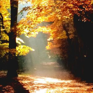 Nieuwsbrief herfst 2023 De systemische blik Sabine Obermayr Adamzek