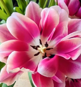 Roze bloem geniet en vier de lente - systemische coaching