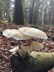 Twee witte porcelein zwammen op een boomstronk, herfst